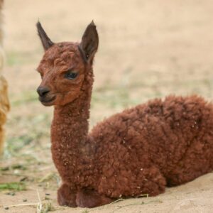 Adopce – Lama alpaka