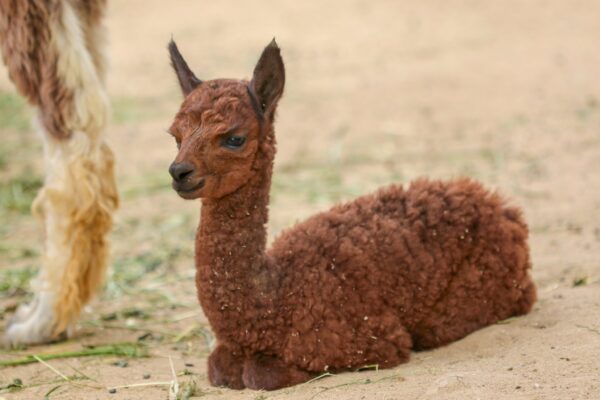 Adopce – Lama alpaka