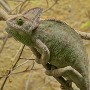Adopce – Chameleon jemenský