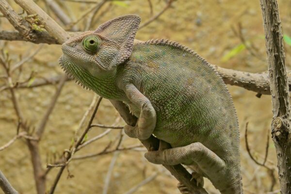 Adopce – Chameleon jemenský
