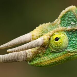 Adopce – Chameleon třírohý