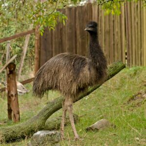Adopce – Emu hnědý