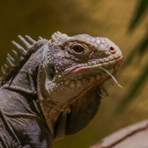 Adopce – Leguán jedlý