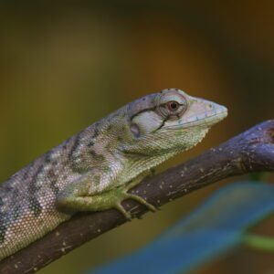 Adopce – Polychrus mramorovaný
