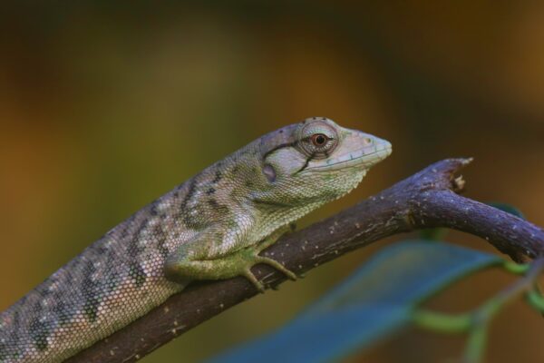 Adopce – Polychrus mramorovaný