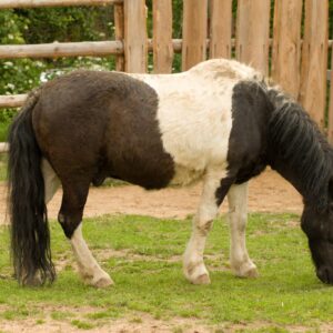 Adopce – Pony