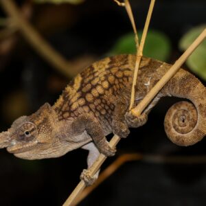 Adopce – Chameleon boehmeův