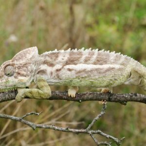 Adopce – Chameleon bradavičnatý