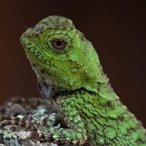 Adopce – Drakoun chameleoní