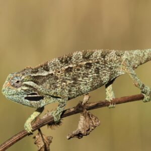 Adopce – Chameleon elliotův