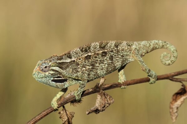 Adopce – Chameleon elliotův