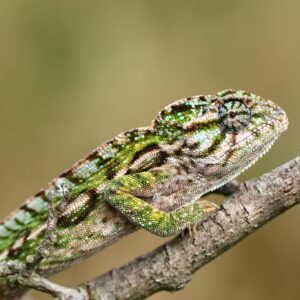 Adopce – Chameleon kobercový
