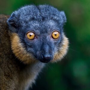 Adopce – Lemur límcový