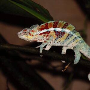Adopce – Chameleon pardálí