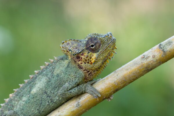 Adopce – Chameleon přilbový