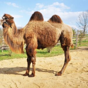 Adopce – Velbloud dvouhrbý