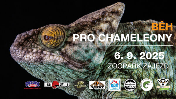 Běh pro chameleony