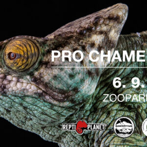 Běh pro chameleony