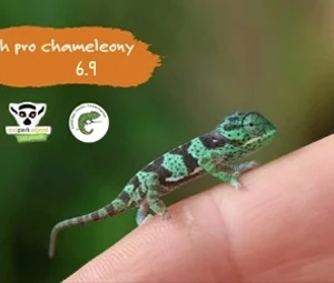 Běh pro chameleony