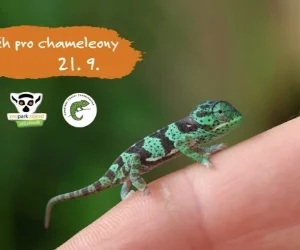 Běh pro chameleony